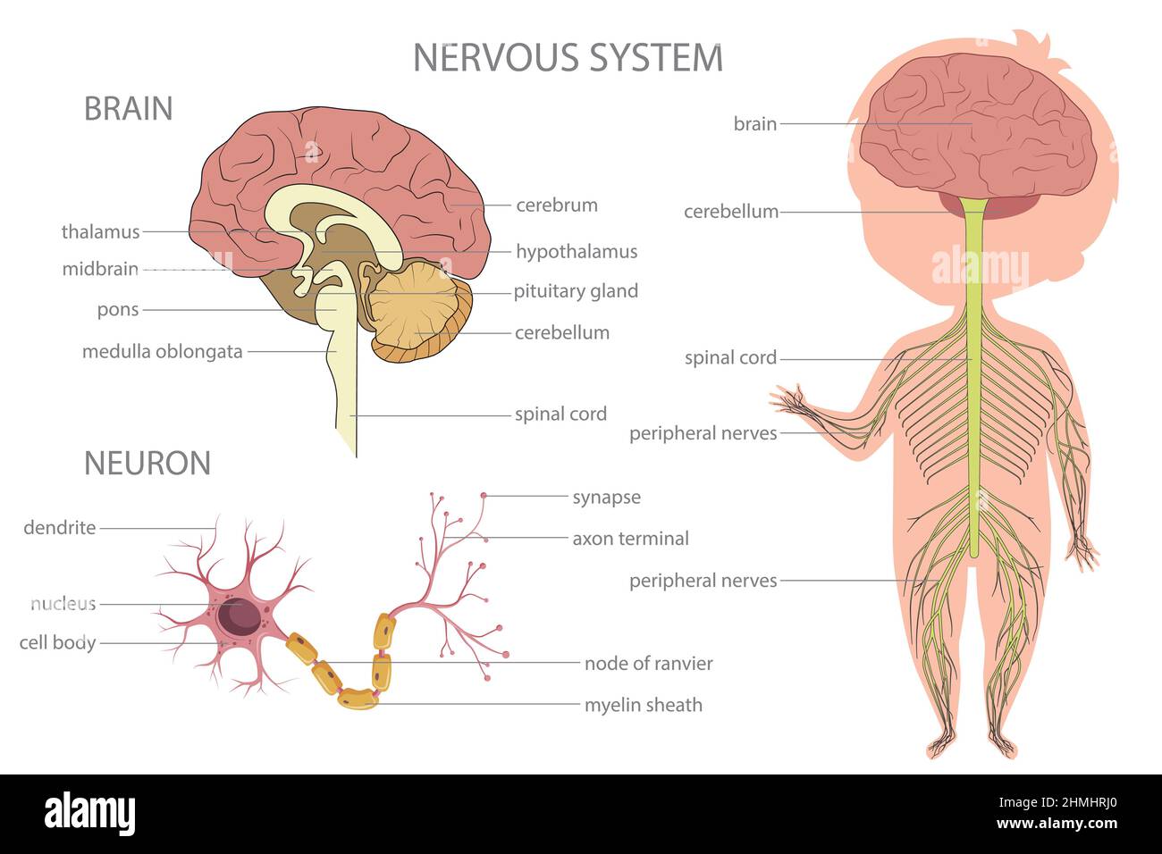 Por qué está formado el sistema nervioso
