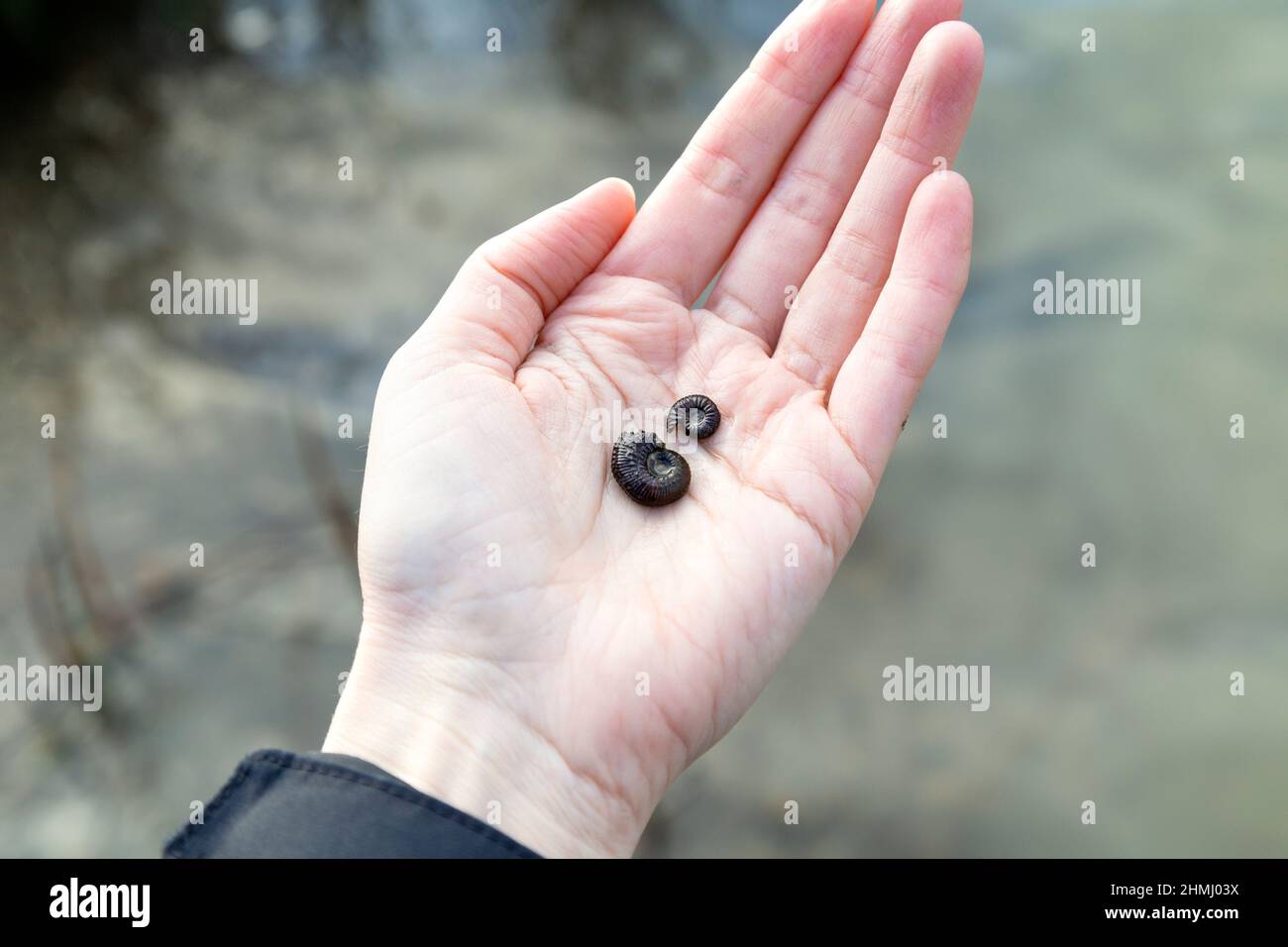 Fósiles de ammonita encontrados en un antiguo pozo de arcilla en Yaxley, Cambridgeshire, Reino Unido Foto de stock