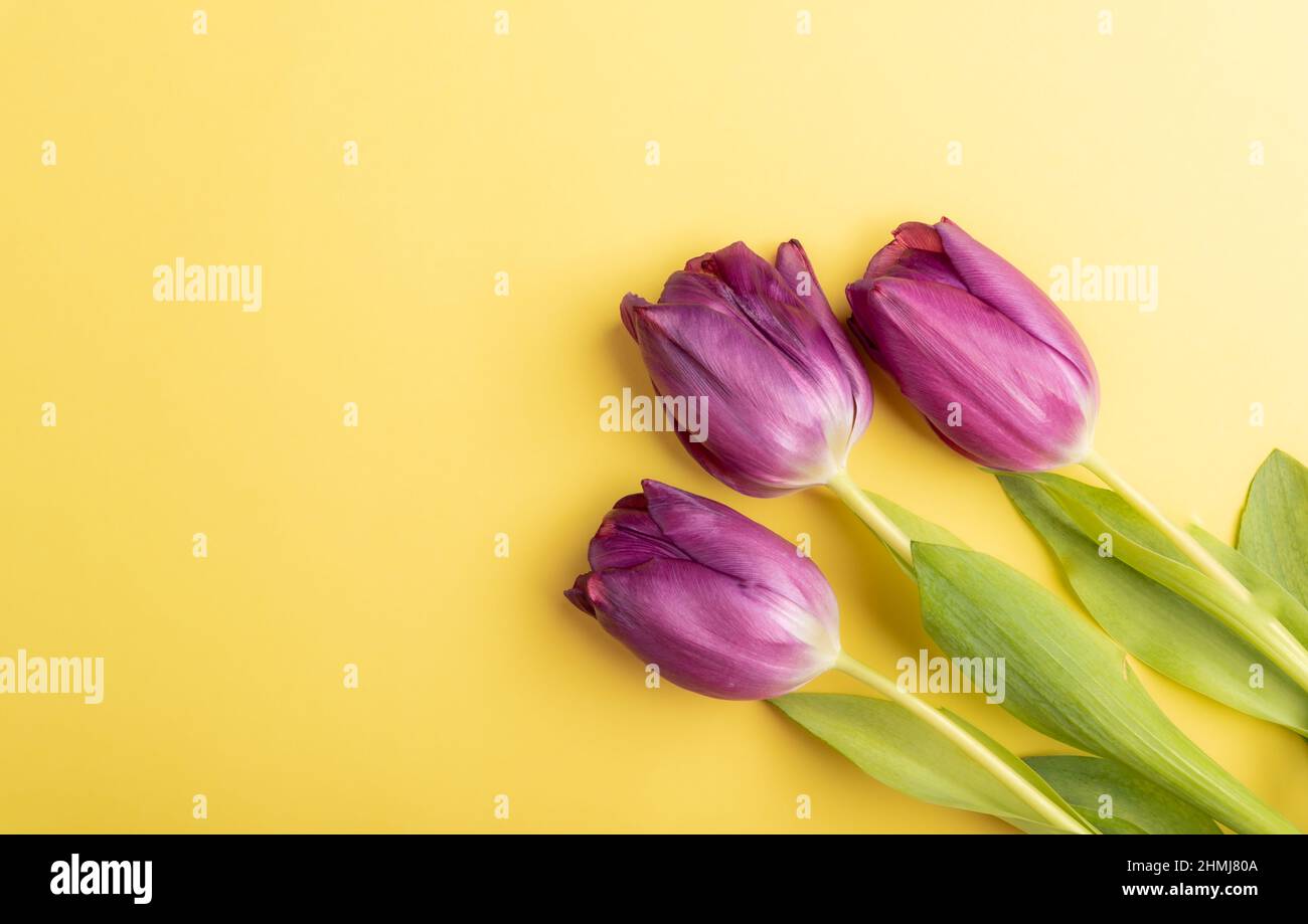 Foto horizontal de tulipanes morados sobre fondo amarillo con copia de espacio de arriba, plana, Pascua, Día de la Madre, concepto de primavera Foto de stock