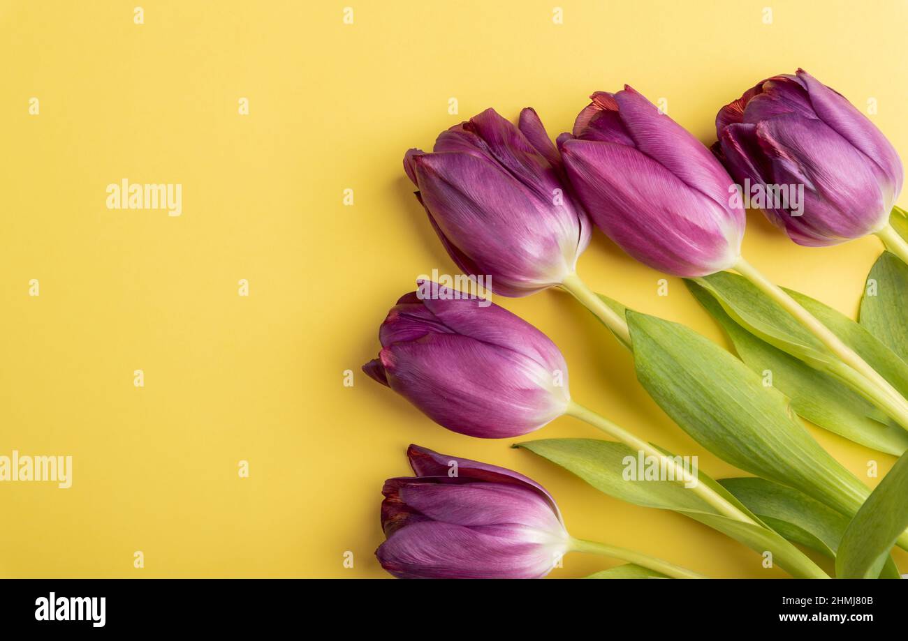 Foto horizontal de tulipanes morados sobre fondo amarillo con copia de espacio de arriba, plana, Pascua, Día de la Madre, concepto de primavera Foto de stock