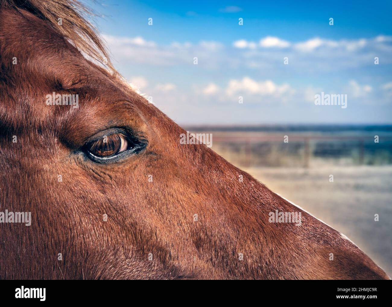 Un caballo se encuentra en un campo al sureste de El Paso cerca de La Isla, Texas. Foto de stock