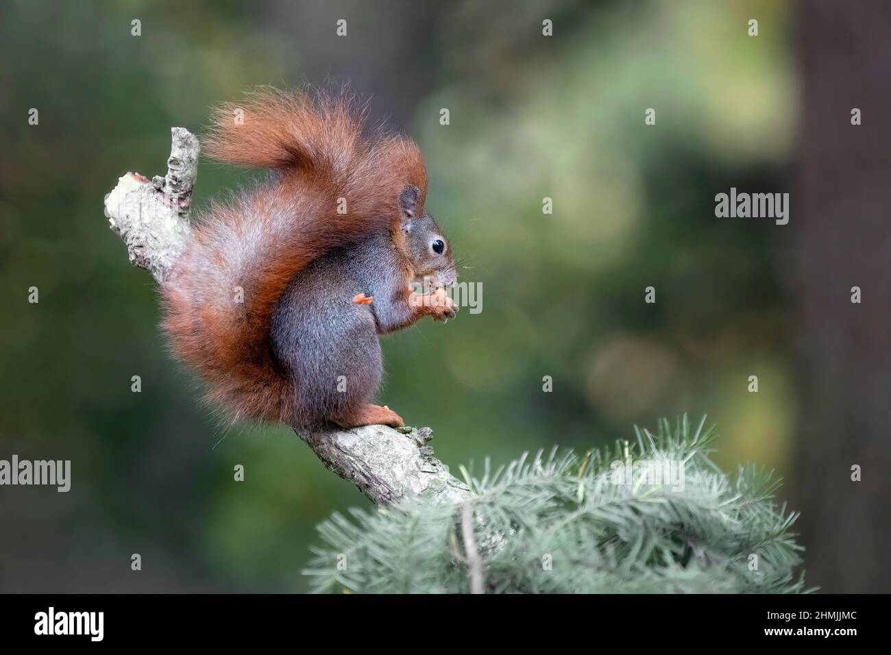 Una ardilla en el parque salta en las ramas y busca comida. Foto de stock