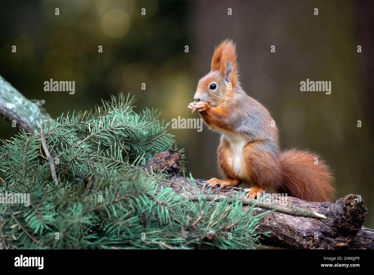 Una ardilla en el parque salta en las ramas y busca comida. Foto de stock