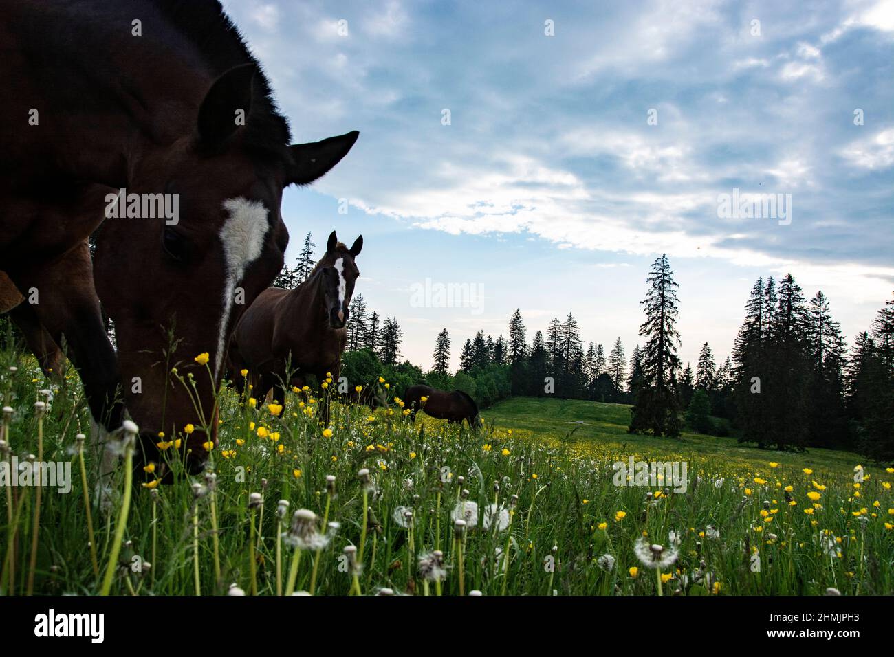 Eindrückliche Abendstimmung auf einer Pferde- und Rinderweide in den jurassischen Freibergen Foto de stock