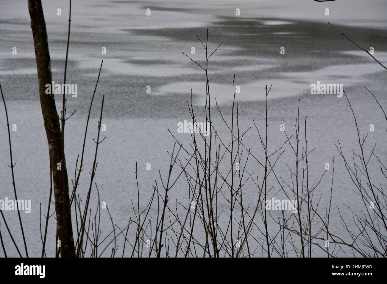 Schattierungen von schwarz und weiss auf einem gefrorenen Teich Foto de stock