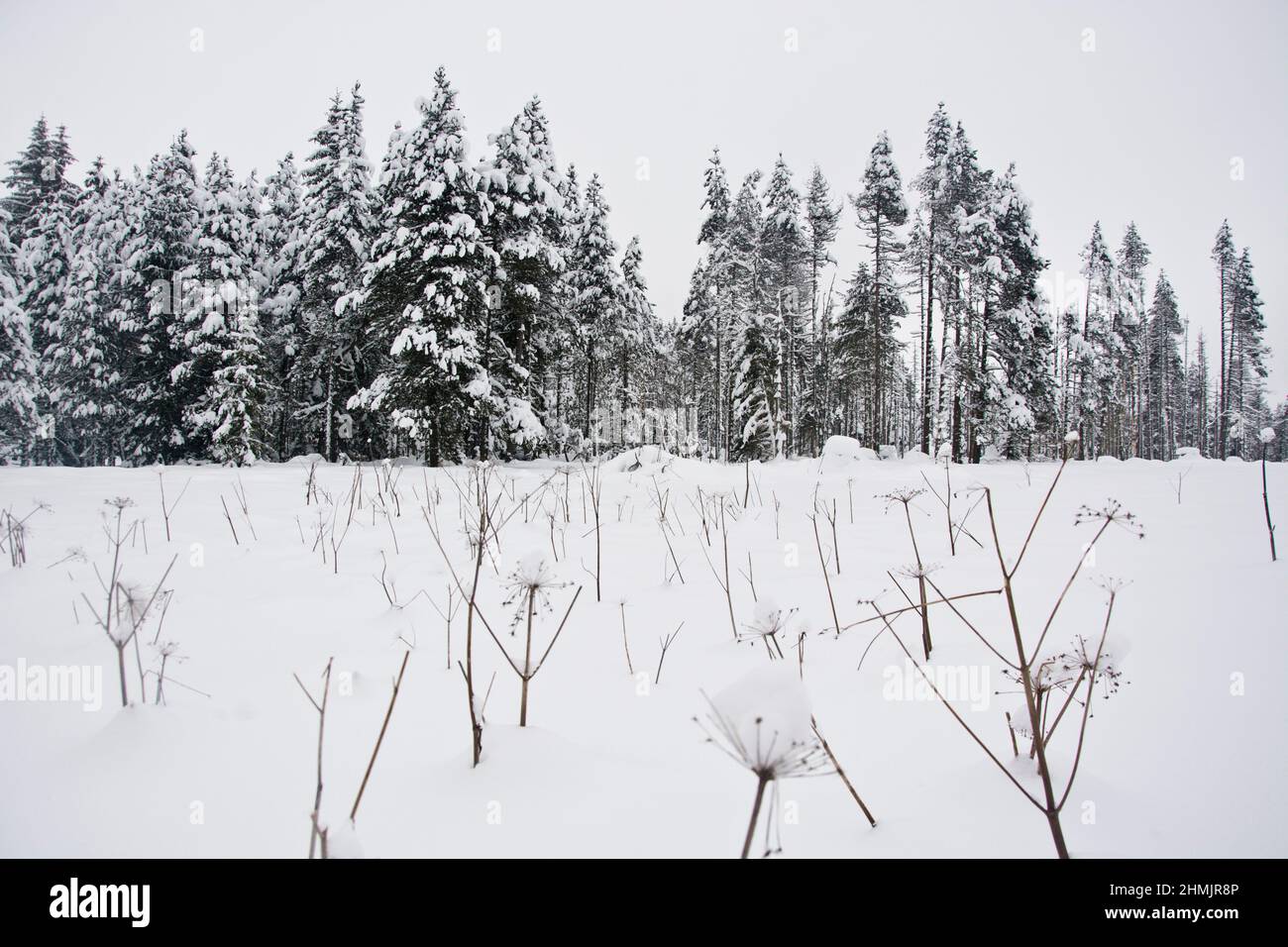 Winterliche Märchenlandschaft beim Moor von La Vraconnaz im Waadtländer Jura, Schweiz Foto de stock