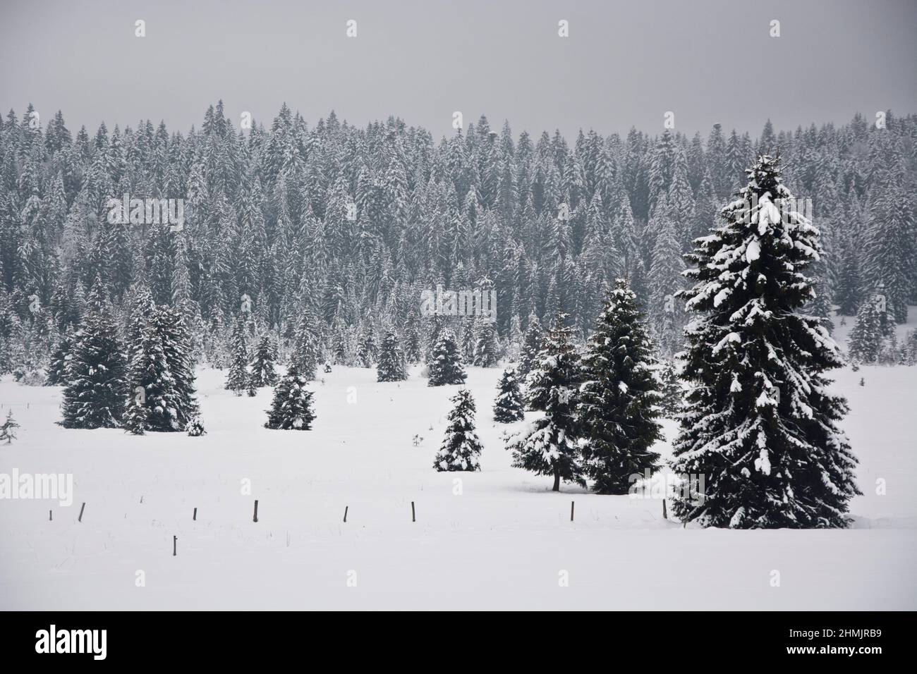 Winterliche Märchenlandschaft beim Moor von La Vraconnaz im Waadtländer Jura, Schweiz Foto de stock