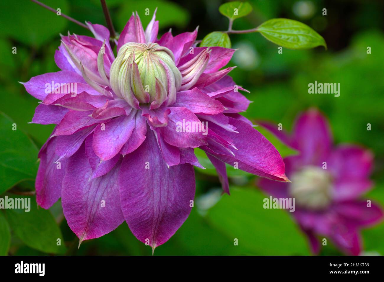 Hermosas flores de verano en un jardín vertical que cultiva un huerto. Flor doble frambuesa clematis primer plano. Flores Clematis variedades Kaiser Foto de stock