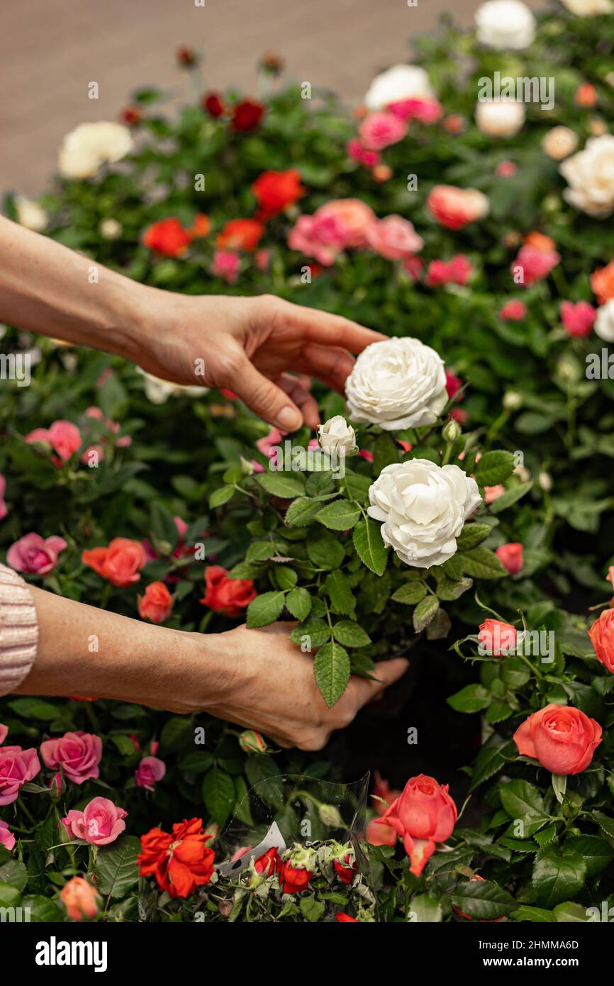 Las manos humanas sostienen las rosas del jardín en un pote. Encontrar y comprar plantas para la jardinería en el centro de jardín. Mujer irreconocible con planta en macetas. Hobb Foto de stock