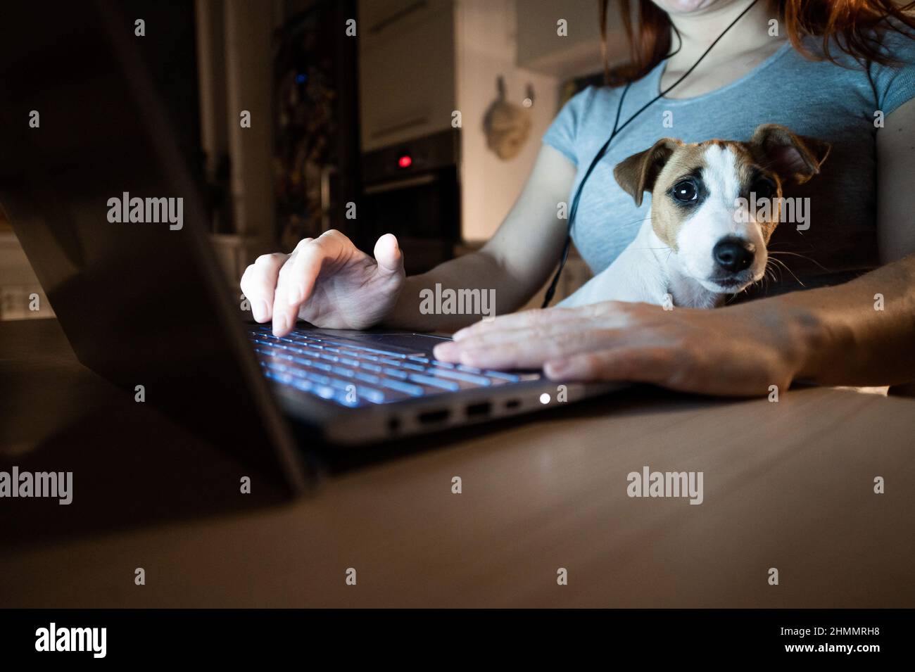 Mujer sin rostro estudiando en un ordenador portátil. Una mujer freelancer que se prepara trabaja desde casa en la cocina tarde en la noche. Cachorro Jack Russell Terrier Foto de stock