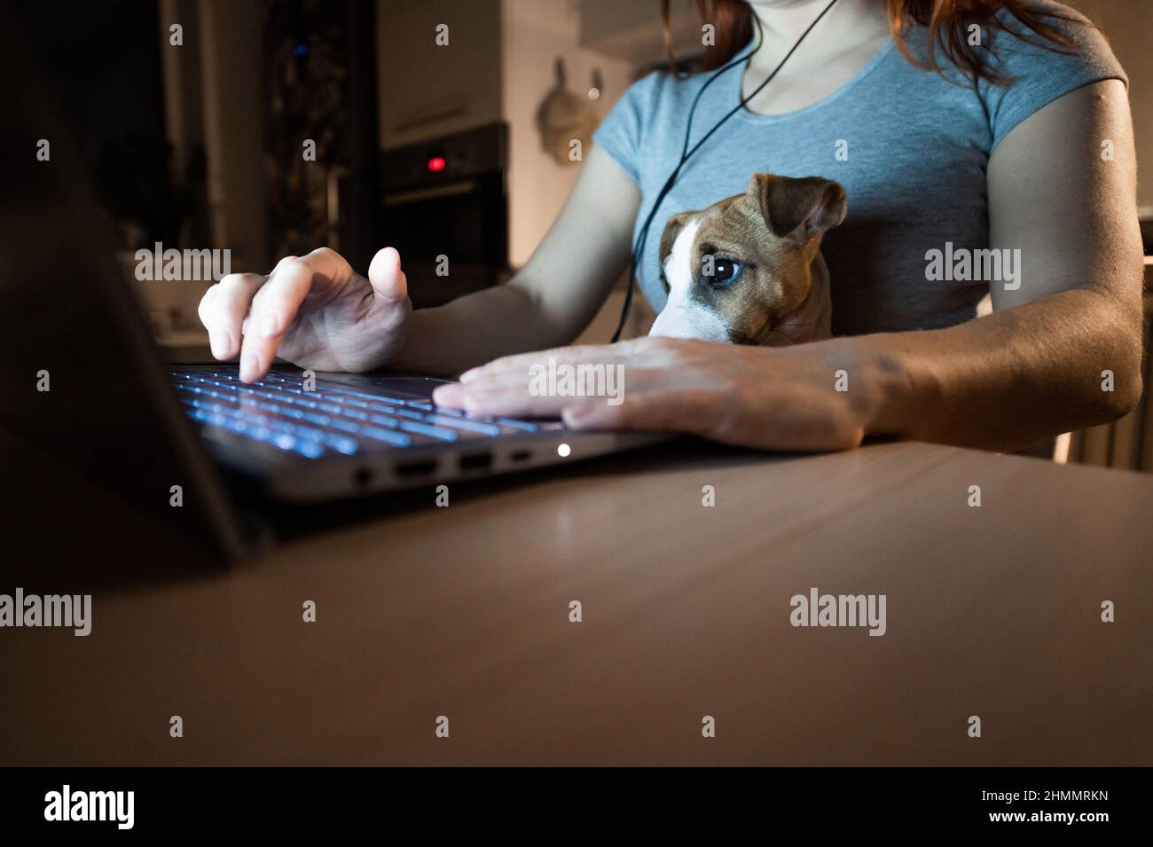 Mujer sin rostro estudiando en un ordenador portátil. Una mujer freelancer que se prepara trabaja desde casa en la cocina tarde en la noche. Cachorro Jack Russell Terrier Foto de stock