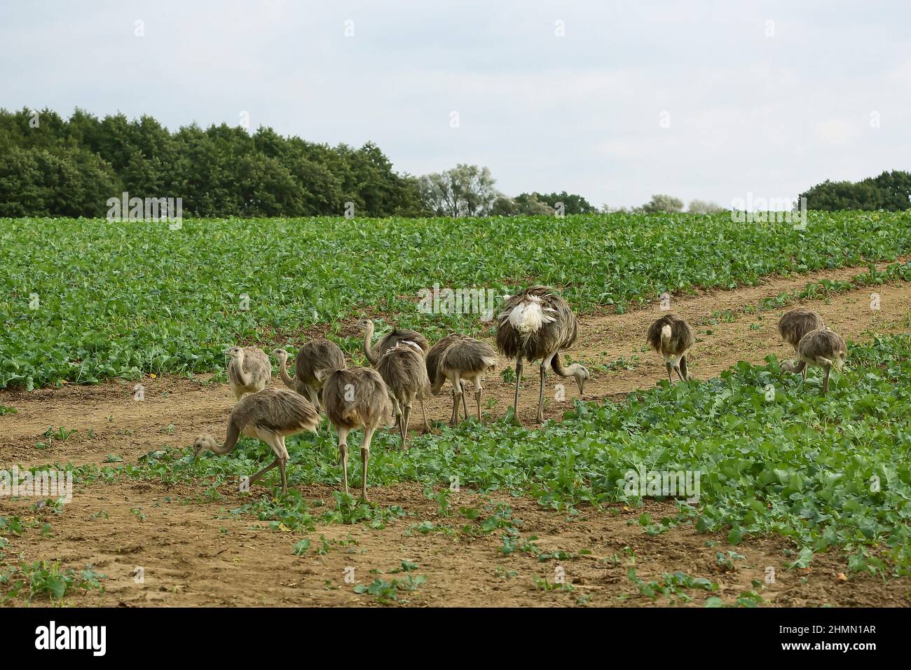 Mayor Rhea (Rhea americana), Aduklts y juveniles forrajeando en un paisaje de campo, Alemania Foto de stock