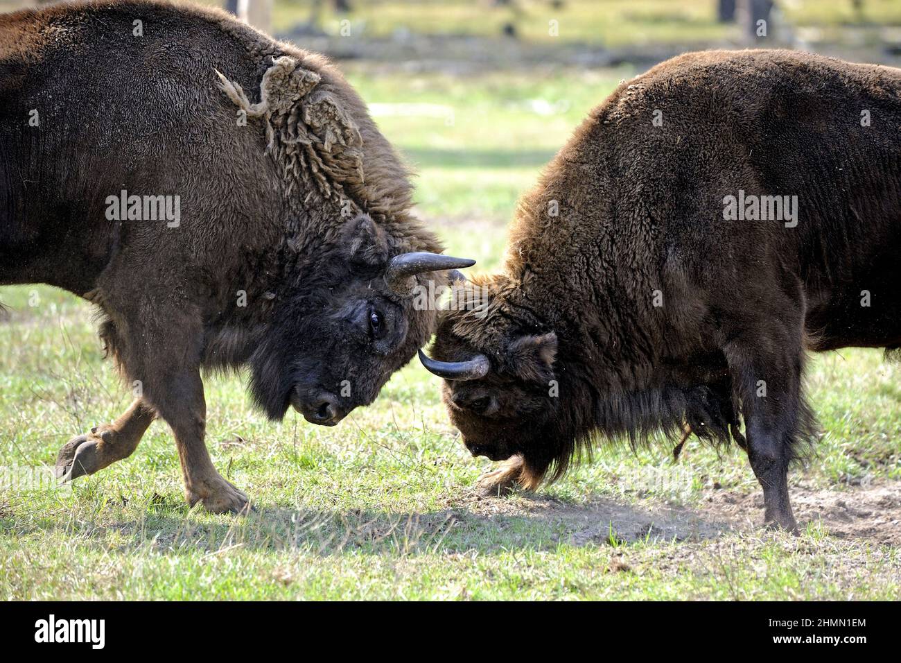Bisonte europeo, wisent (Bison bonasus), dos toros de combate Foto de stock