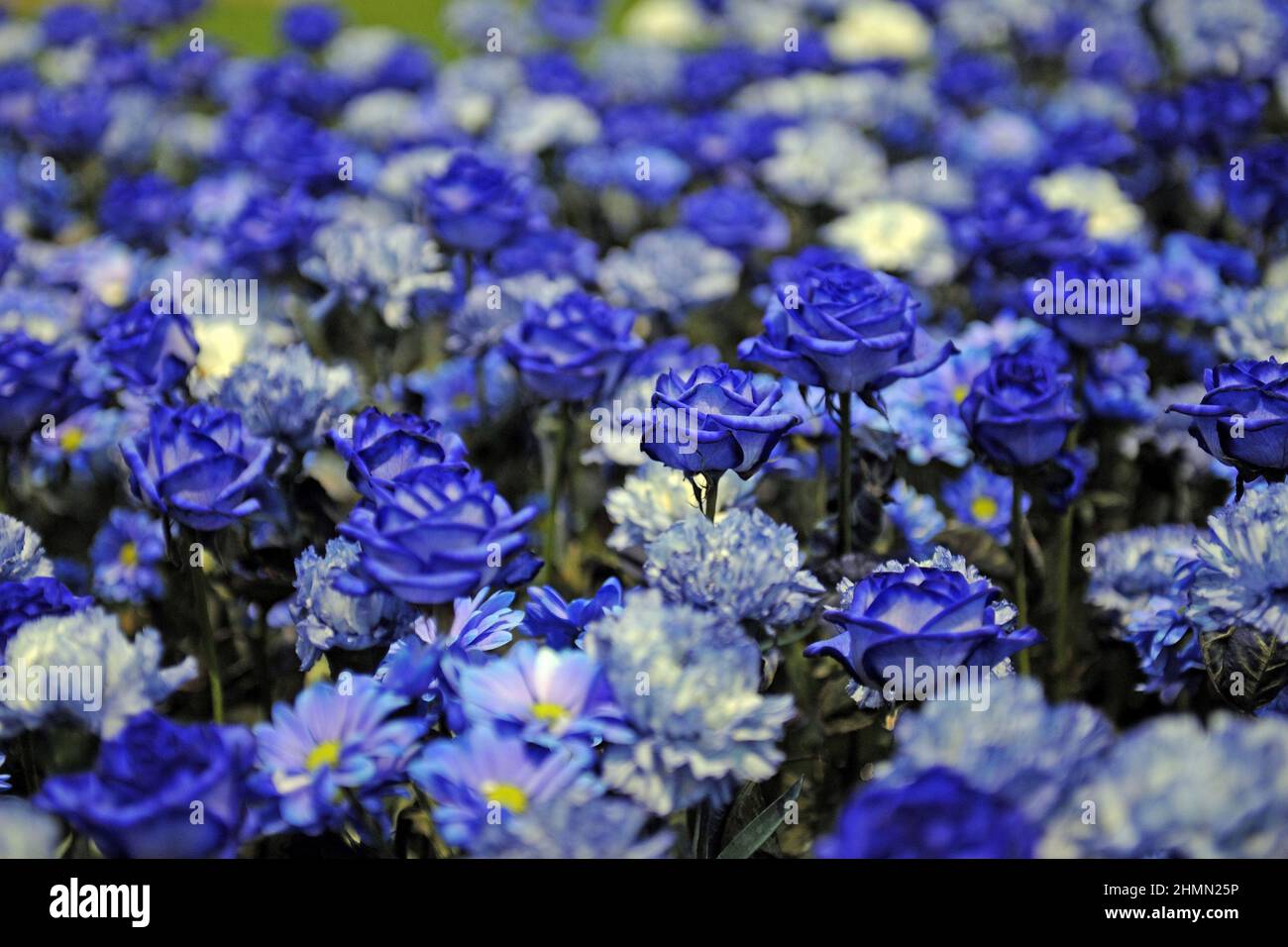 Rosa ornamental (Rosa), rosas de color azul y crisantemos en un lecho de flores Foto de stock