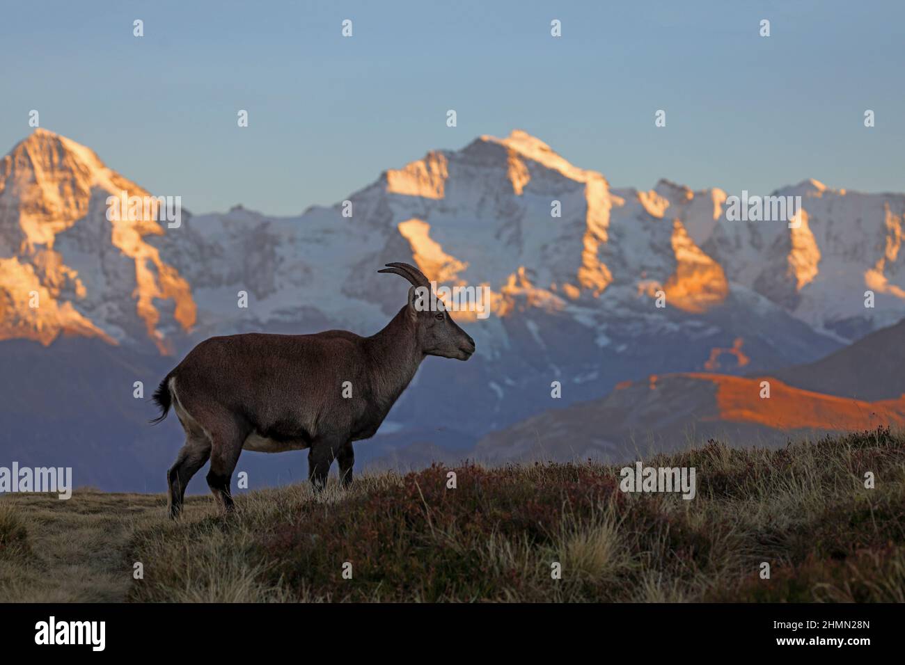 Ibex alpino (Capra ibex, Capra ibex ibex), ibex hembra de pie en el brezo de montaña en el telón de fondo de los Alpes berneses con Jungfrau en el Foto de stock