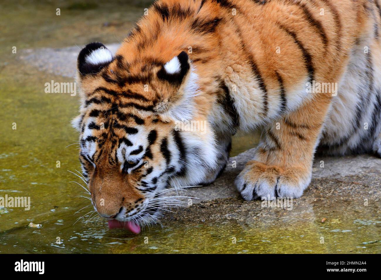 Tigre siberiano, tigre amuriano (Panthera tigris altaica), tigres amuriano joven agua potable Foto de stock