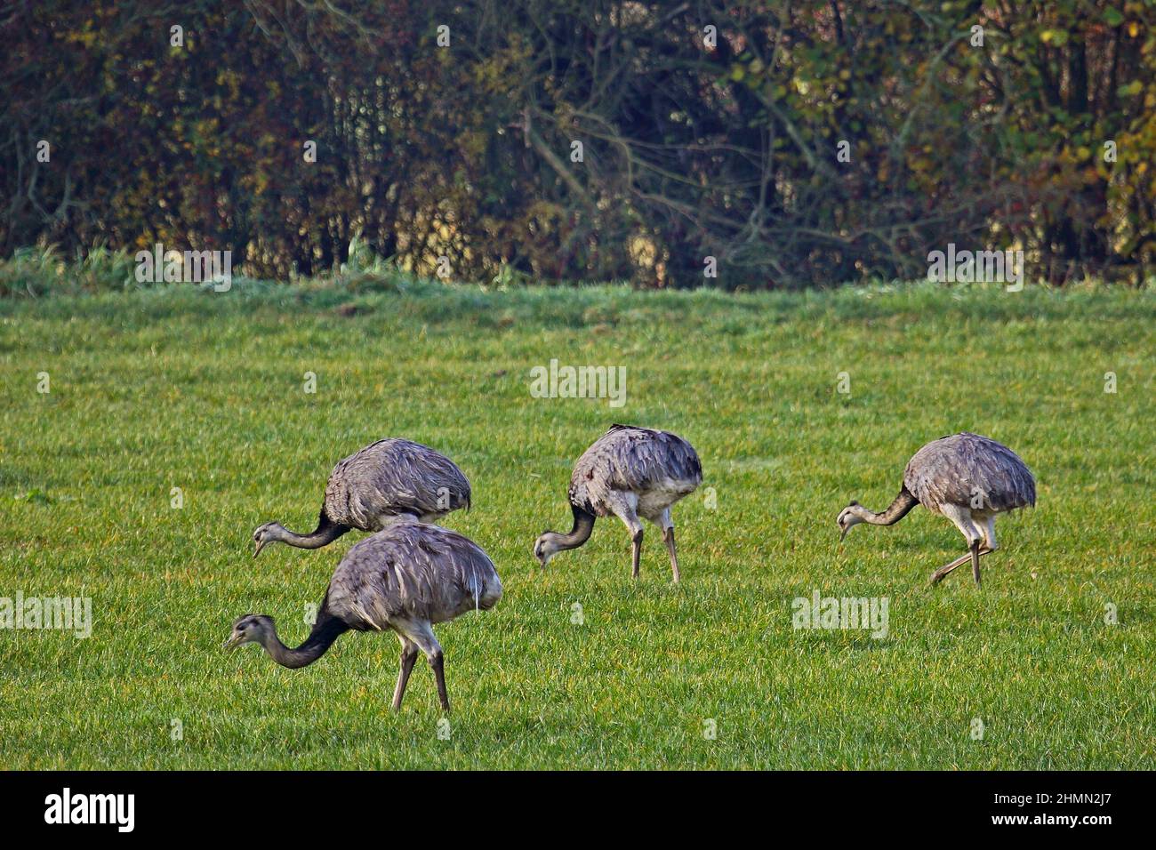 Mayor Rhea (Rhea americana), grupo forrajero en un prado, Alemania Foto de stock
