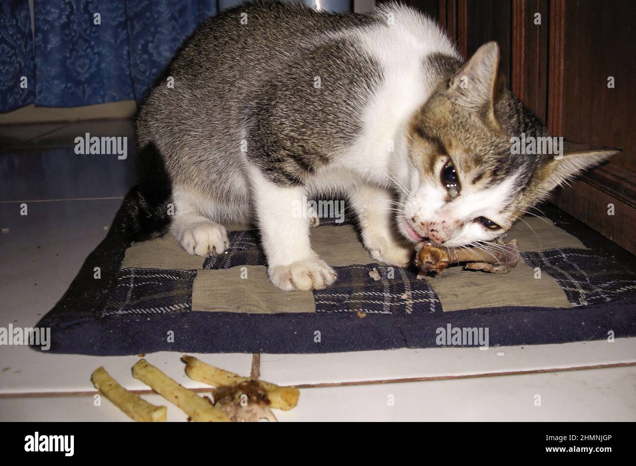 Huesos de gato fotografías e imágenes de alta resolución - Alamy