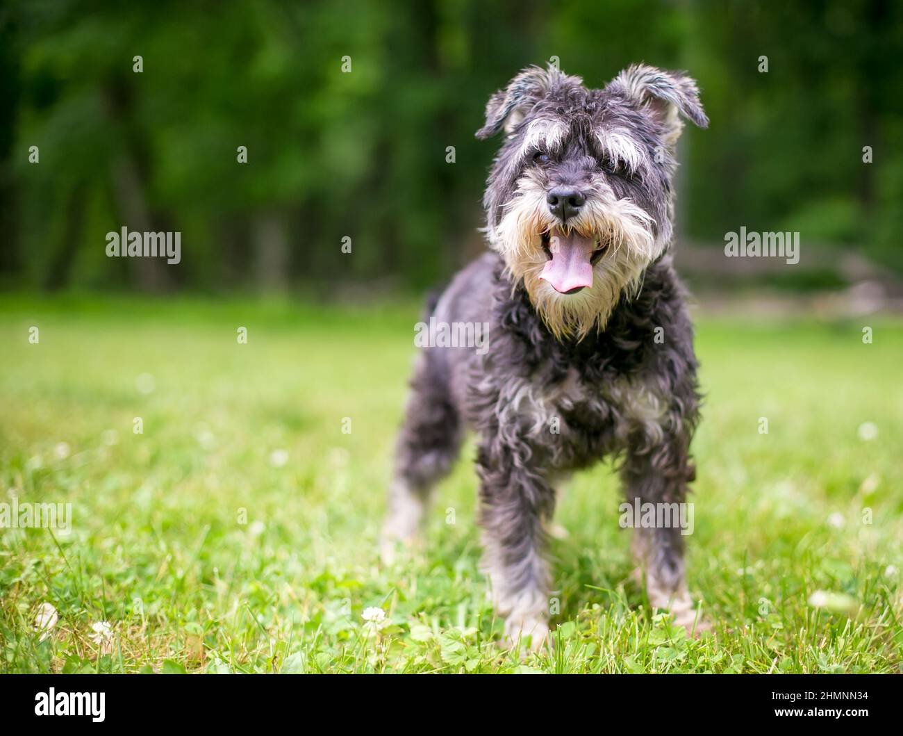 Un perro Schnauzer en miniatura de pie al aire libre y jadear Foto de stock