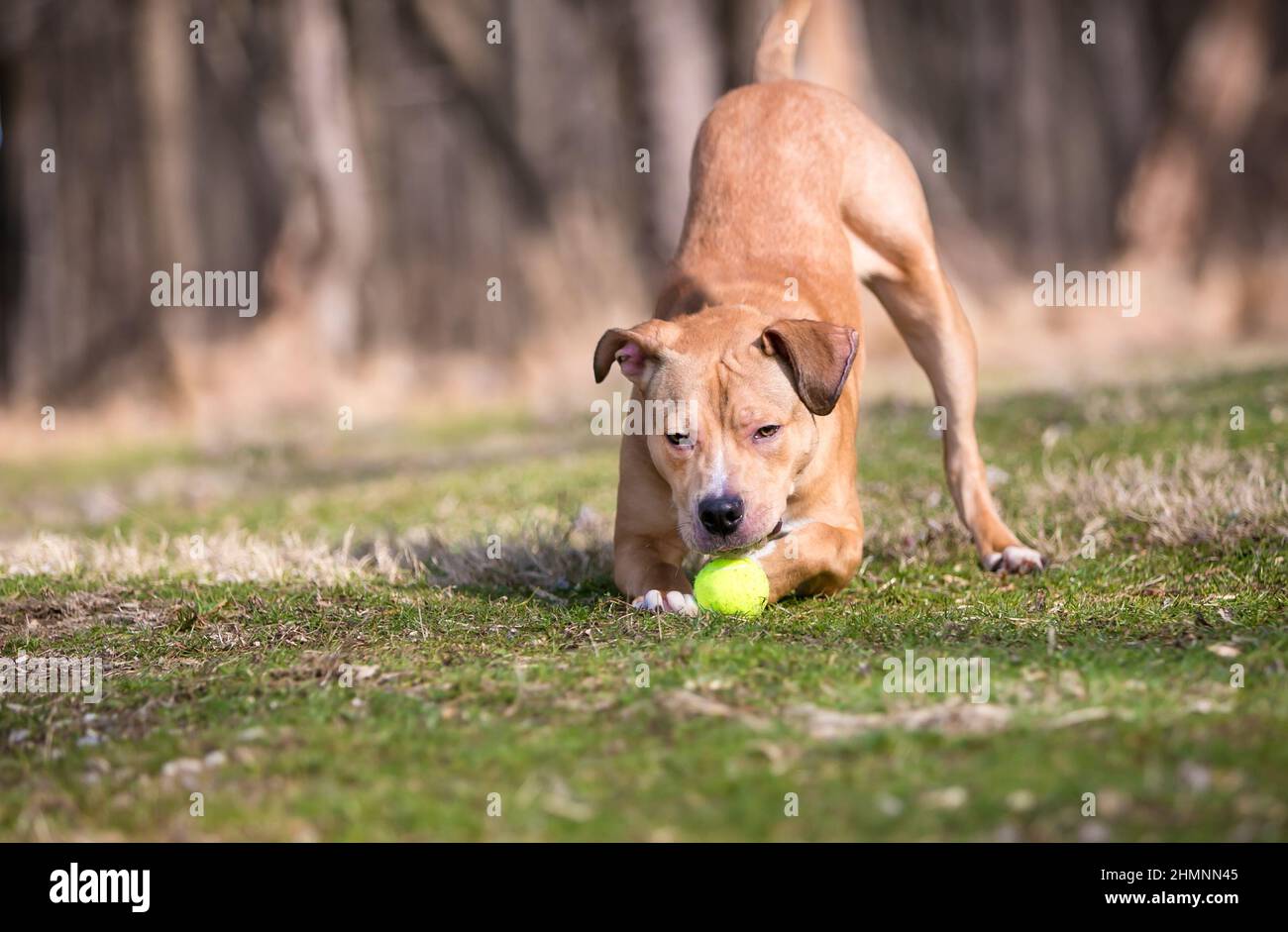 Un perro de raza mixta Retriever x Pit Bull Terrier en una posición de arco de juego con una bola entre sus patas Foto de stock
