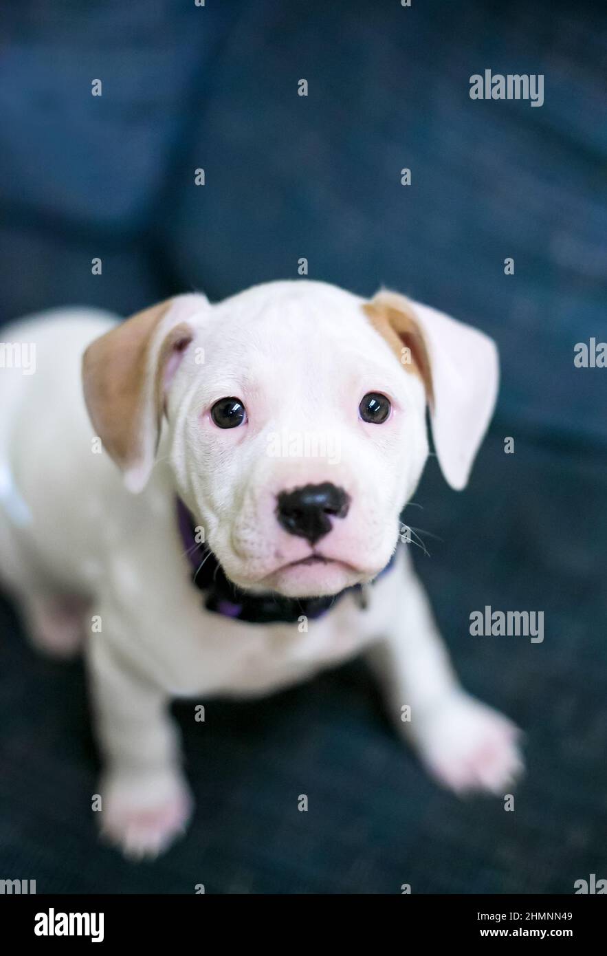 Un cachorro blanco de raza mixta sentado en un sofá y mirando a la cámara Foto de stock