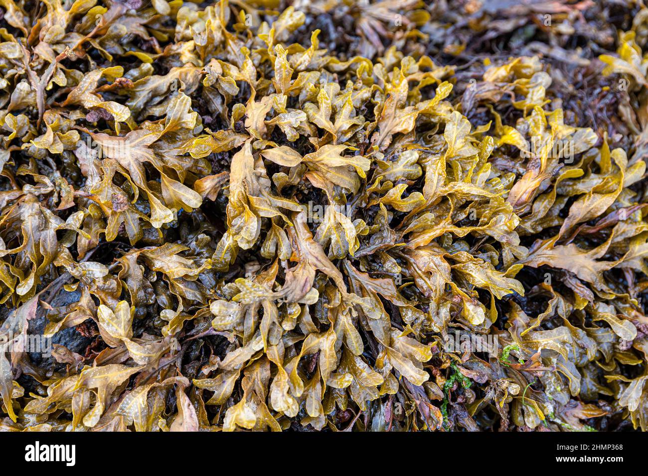 Algas marinas en Saddell Bay en la Península de Kintyre, Argyll & Bute, Escocia Reino Unido Foto de stock