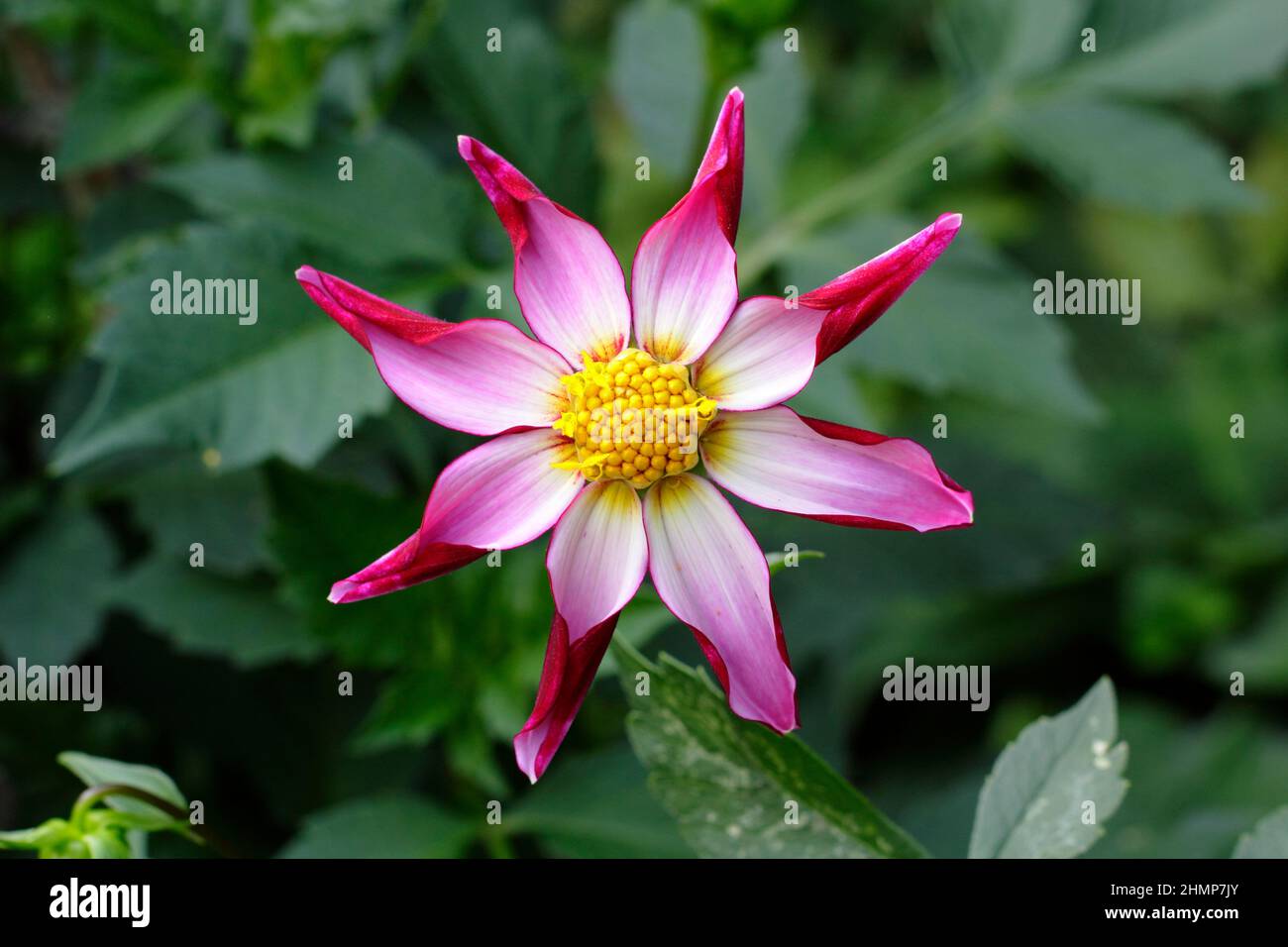 Dahlia 'Midnight Star', flor de la variedad de estrellas dahlia. REINO UNIDO Foto de stock