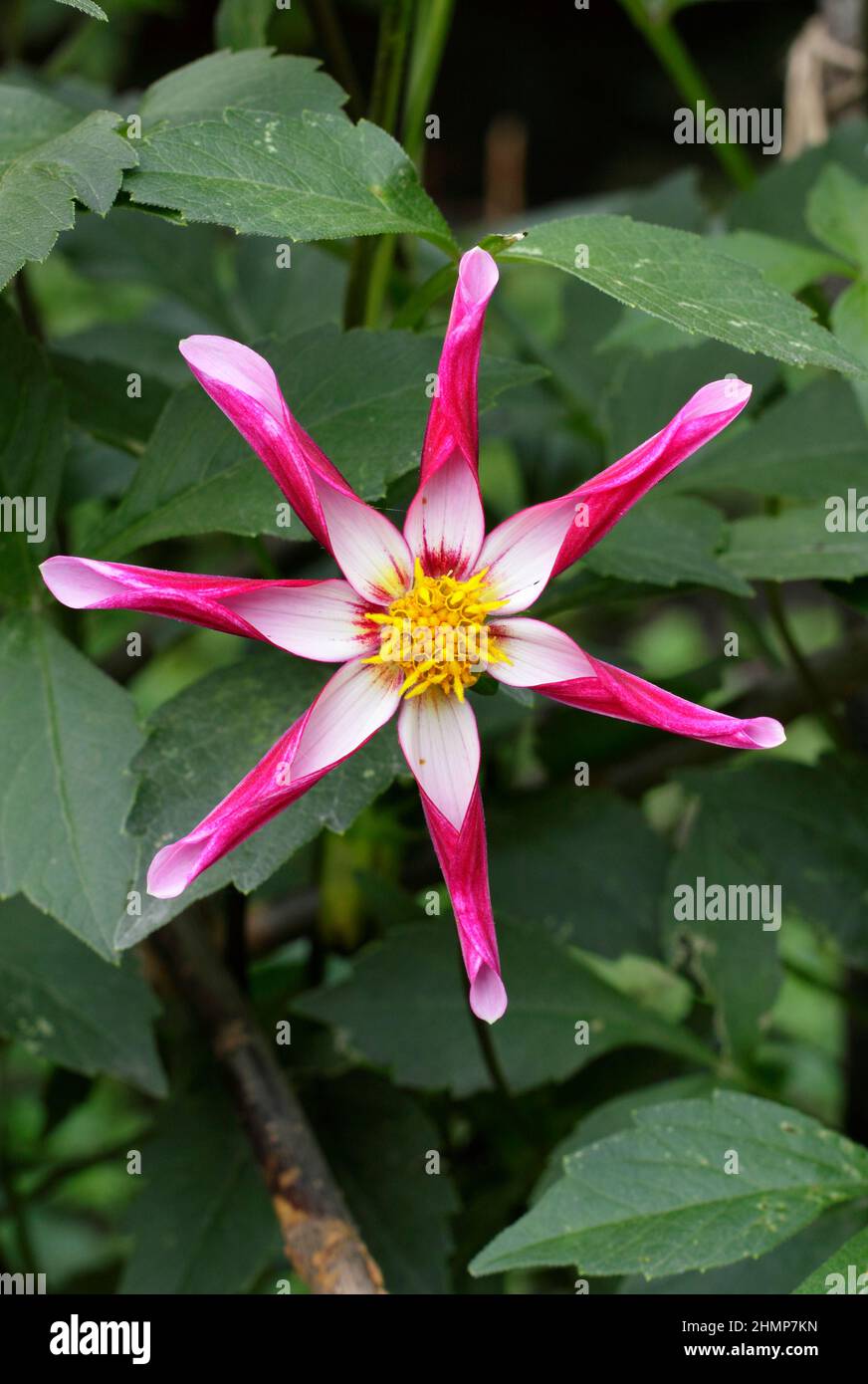 Dahlia 'Midnight Star', flor de la variedad de estrellas dahlia. REINO UNIDO Foto de stock