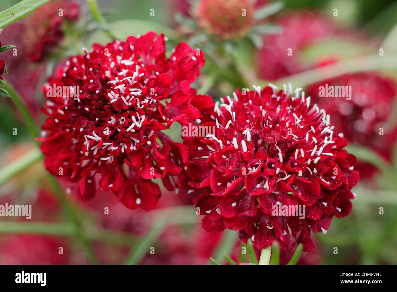 Scabiosa atropurpurea “Burgundy Beau” floreciendo en septiembre. REINO UNIDO Foto de stock