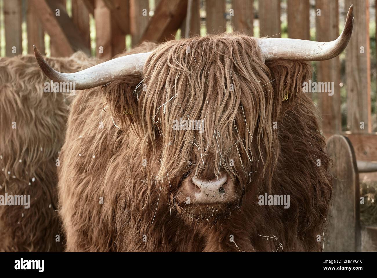 Cerca de ganado escocés Highland con cuernos grandes en la granja. Foto de stock