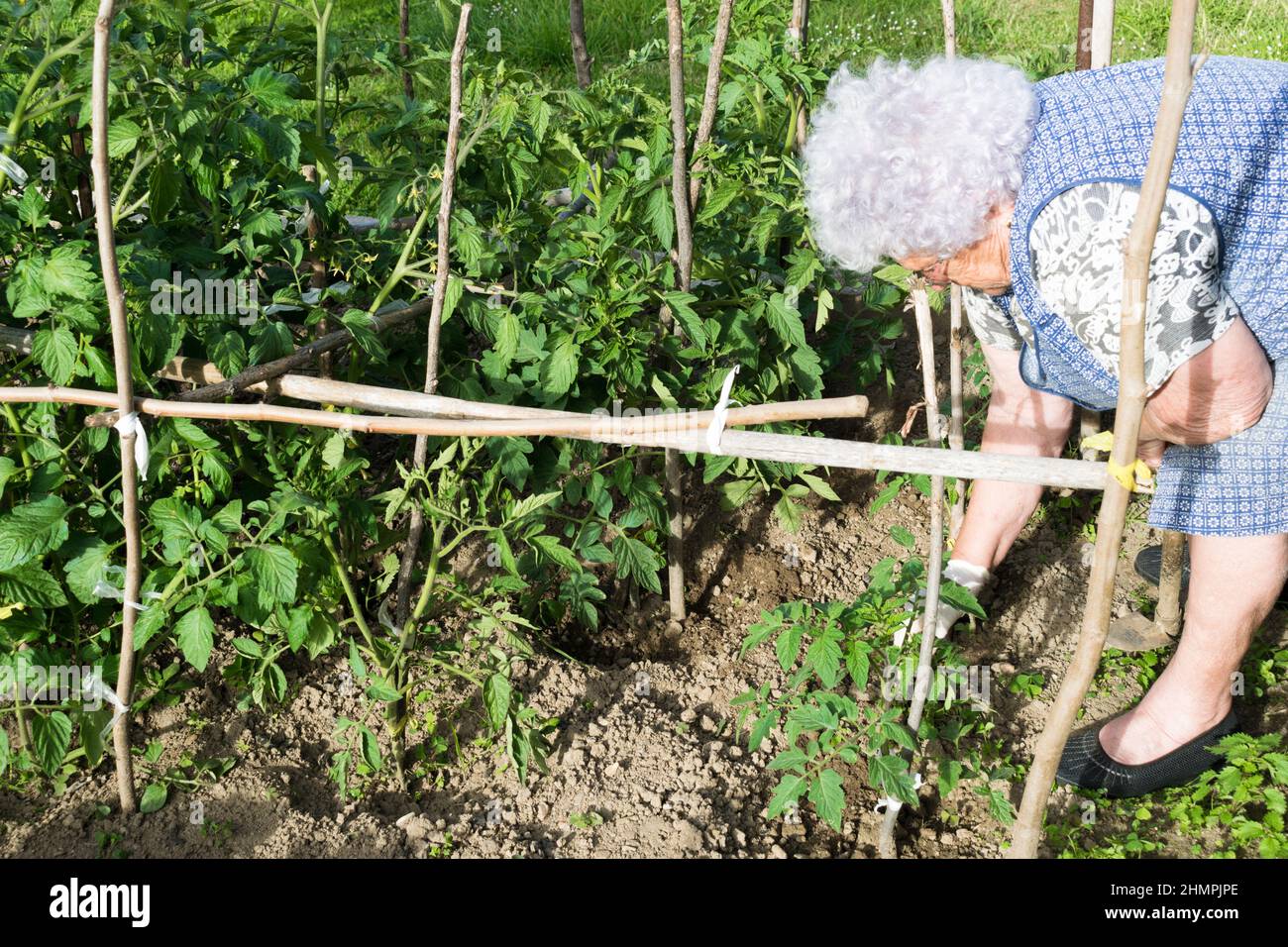 Mujer mayor atendiendo a plantas en su huerto, España Foto de stock