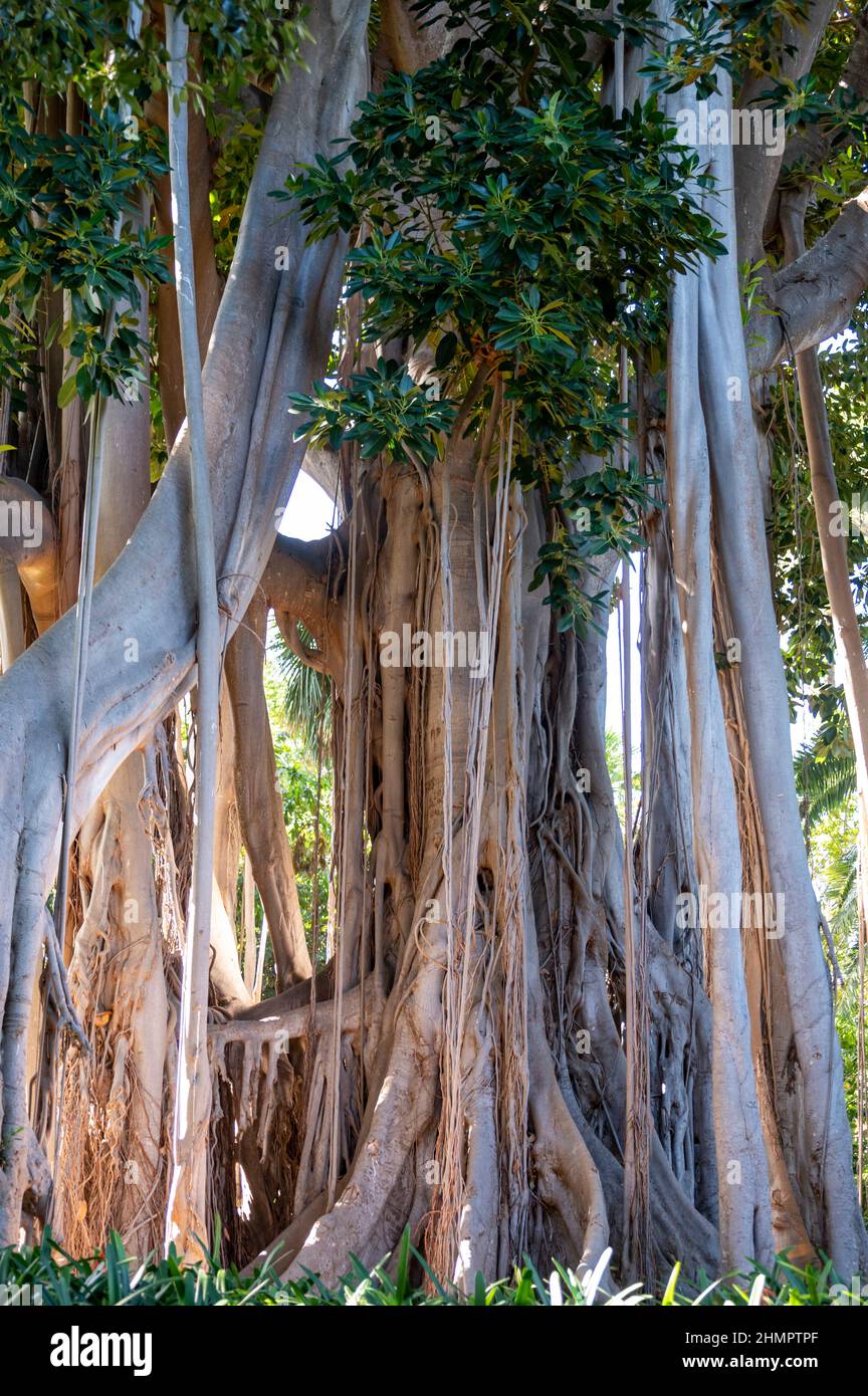 Árbol de ficus gigante con raíces colgantes en el jardín botánico de  Tenerife, Islas Canarias, España Fotografía de stock - Alamy