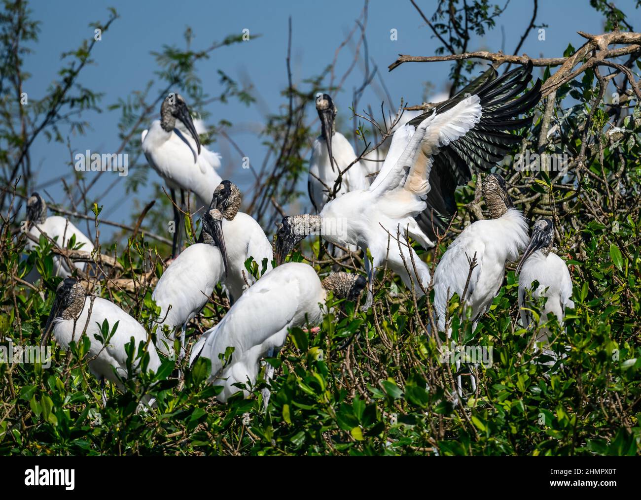 Madera Storks (Mycteria americana) en su sitio de roosting. San Blas, Nayarit, México. Foto de stock