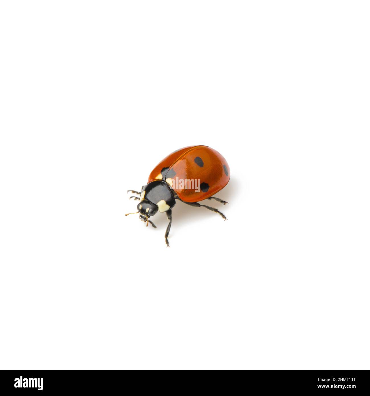 Ladybug Escarabajo con puntos negros sobre fondo blanco. Foto de stock