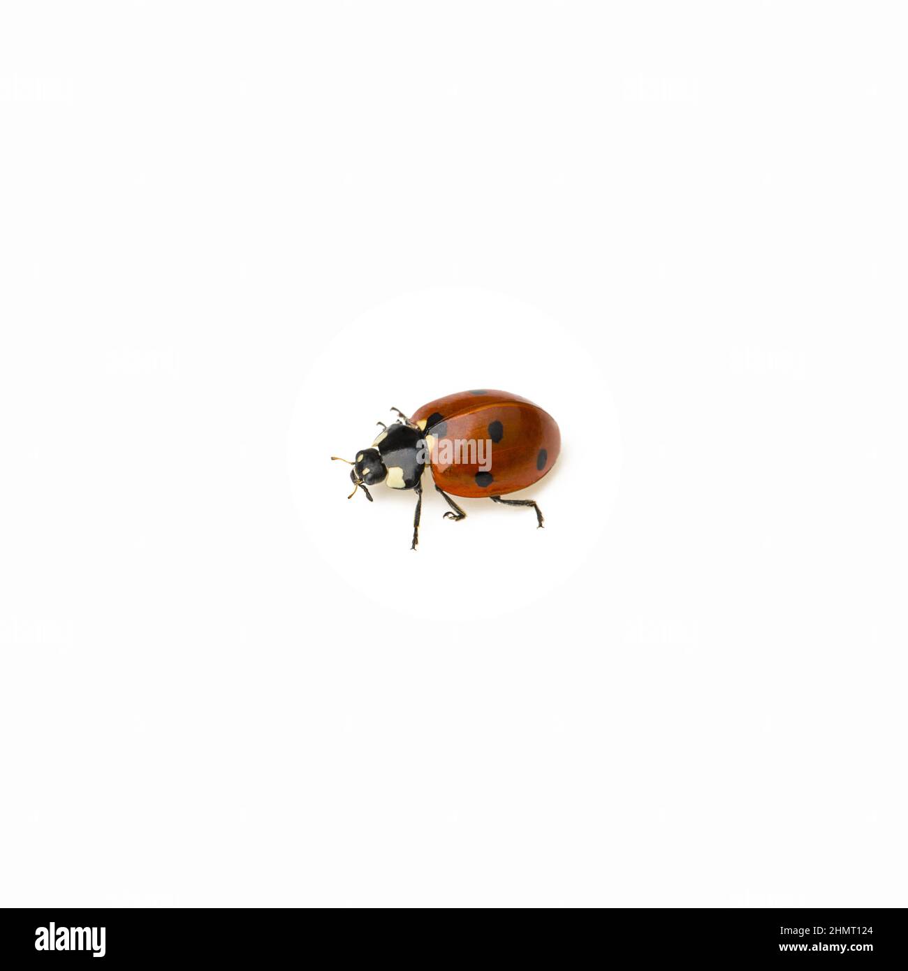 Ladybug Escarabajo con puntos negros sobre fondo blanco. Foto de stock