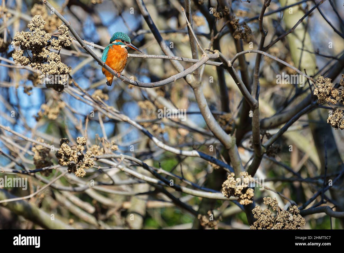 Kingfisher en su rama Foto de stock