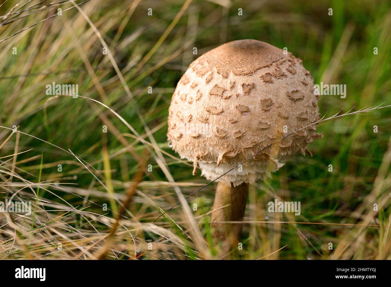 Macrolepiota procera en bosques ucranianos y estepas, hongos comestibles,  paraguas de setas Fotografía de stock - Alamy