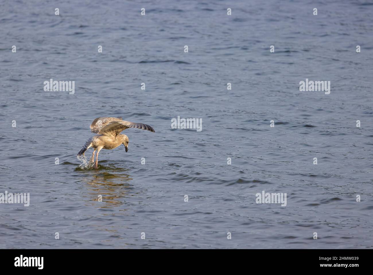 Una gaviota olímpica en busca de comida en el Lago Washington en Seattle, Washington. Foto de stock