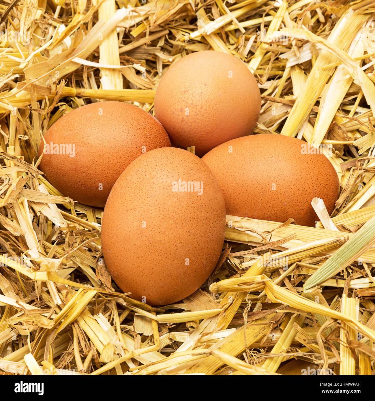 Un grupo de huevos de gallina marrón yacen en la paja. Tomado afuera con una marca 5D III Foto de stock