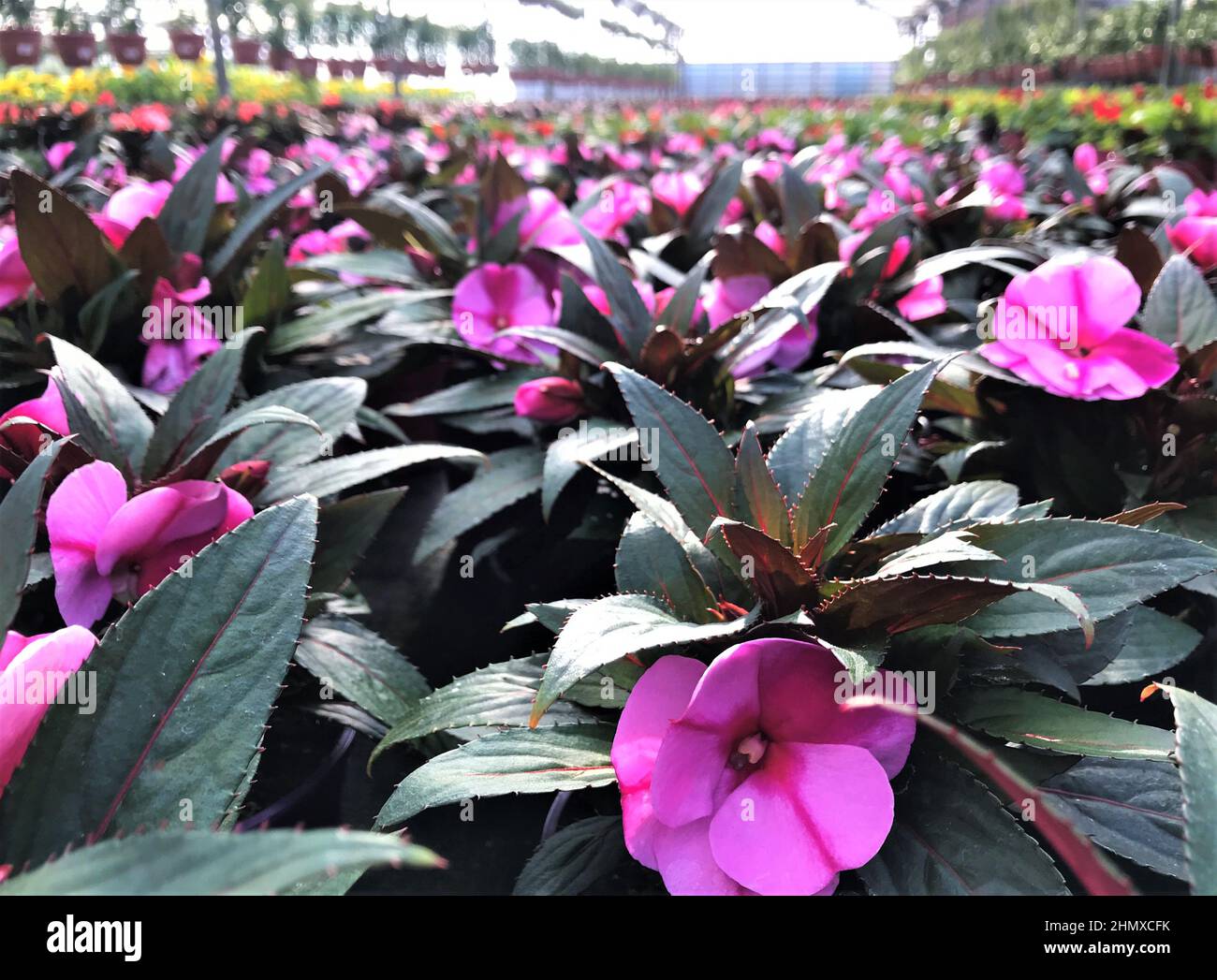 Primer plano de flores balsámicas de color rosa brillante con hojas de color verde oscuro cultivadas en macetas en un invernadero. Foto de stock