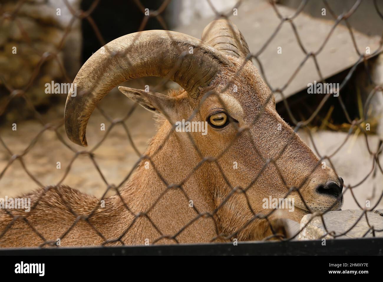 Ovejas silvestres de Barbary (Ammotragus lervia) en el zoológico, closeup Foto de stock