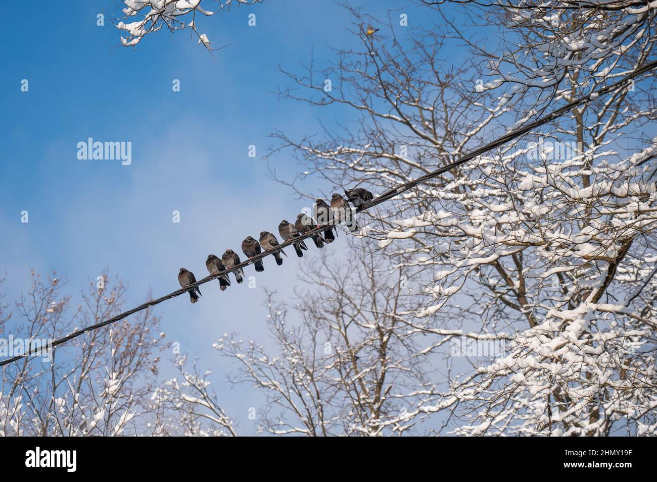 Las palomas se sientan en los cables en invierno contra el cielo azul. Foto de stock