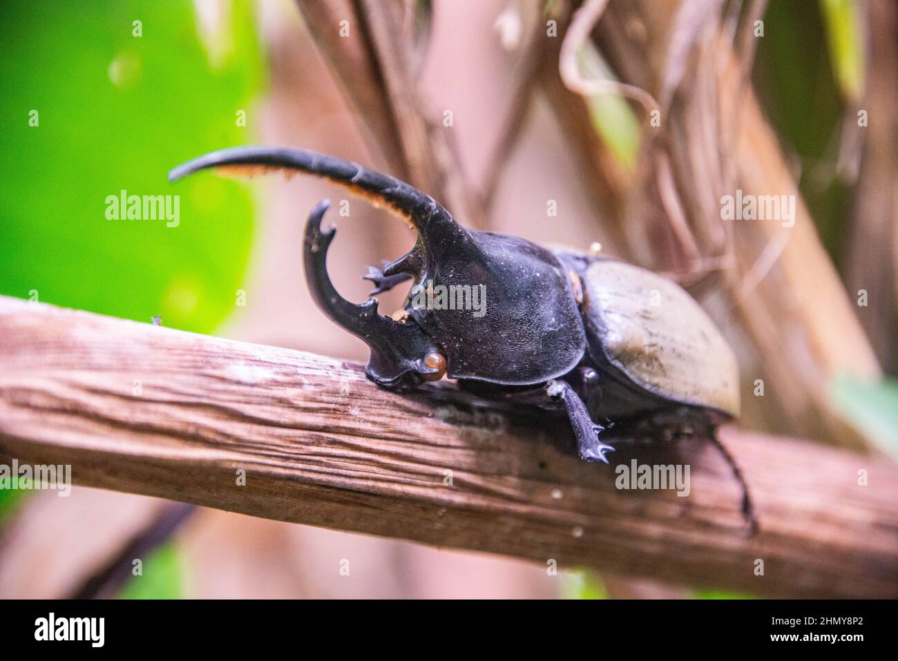 Escarabajo de Hércules (Dynastes hércules), Reserva del Bosque Nuboso de Monteverde, Costa Rica Foto de stock
