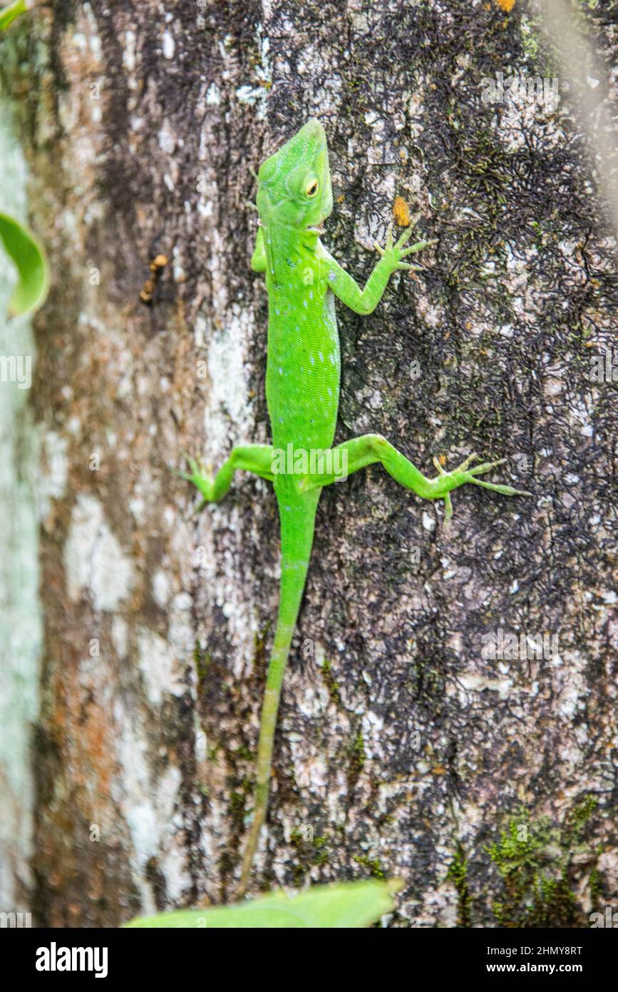 Lagarto Basiliscus basiliscus común, Reserva del Bosque Nuboso de Monteverde, Costa Rica Foto de stock