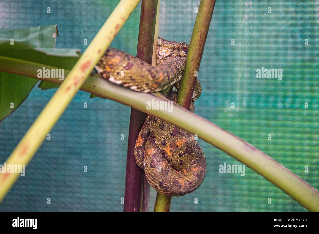 Viper de párpados (Bothriechs schlegelii), Refugio de Vida Silvestre Monteverde, Monteverde, Costa Rica Foto de stock