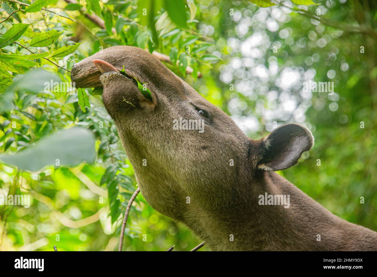 Tapir de Baird (Tapirus bairdii), Parque Nacional Volcán Tenorio, Guanacaste, Costa Rica Foto de stock