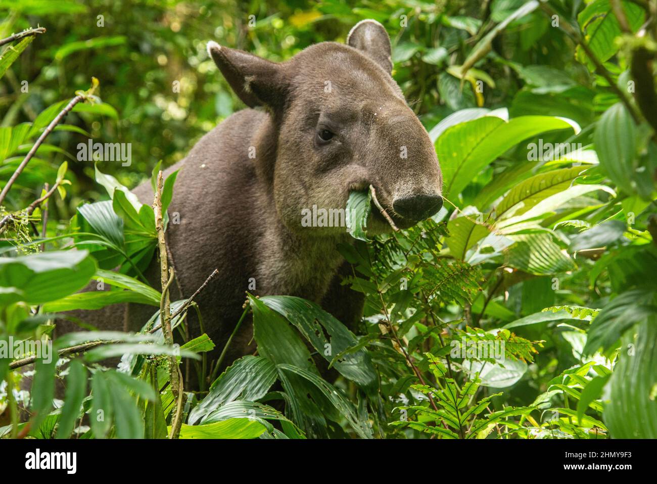 Tapir de Baird (Tapirus bairdii), Parque Nacional Volcán Tenorio, Guanacaste, Costa Rica Foto de stock