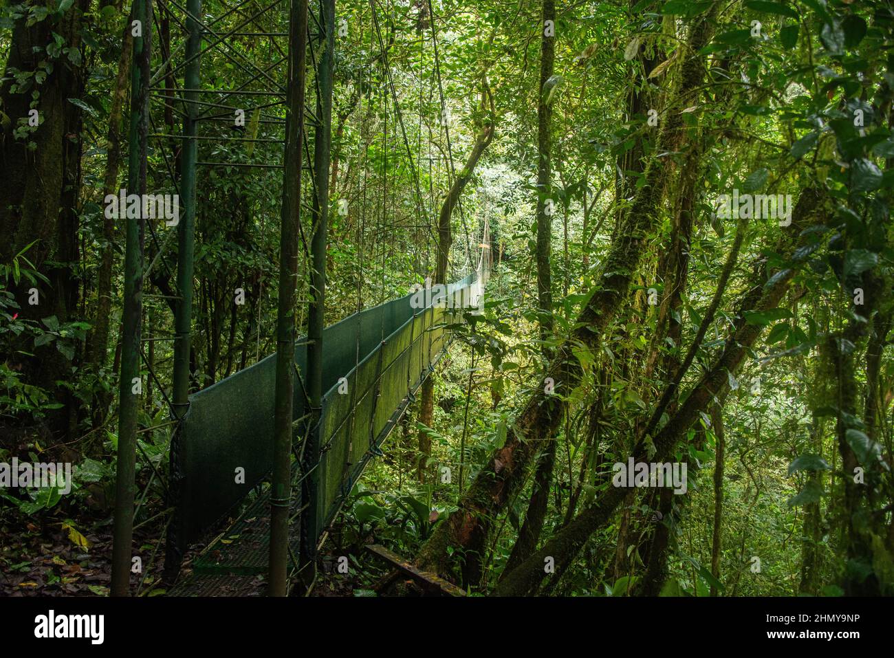 Puente colgante sobre el bosque nuboso, Guanacaste, Costa Rica Foto de stock