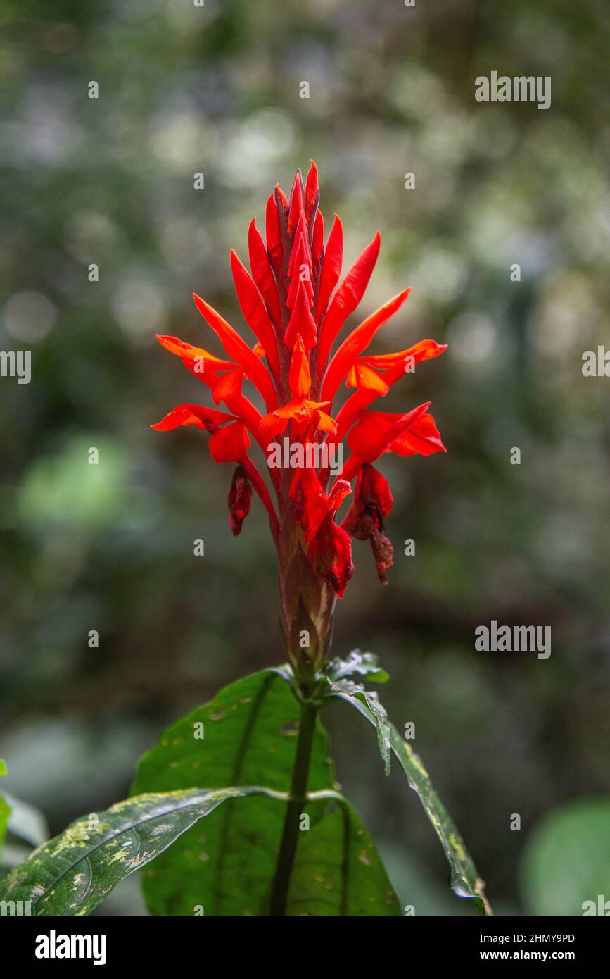 Flor tropical de jengibre rojo, Costa Rica Foto de stock