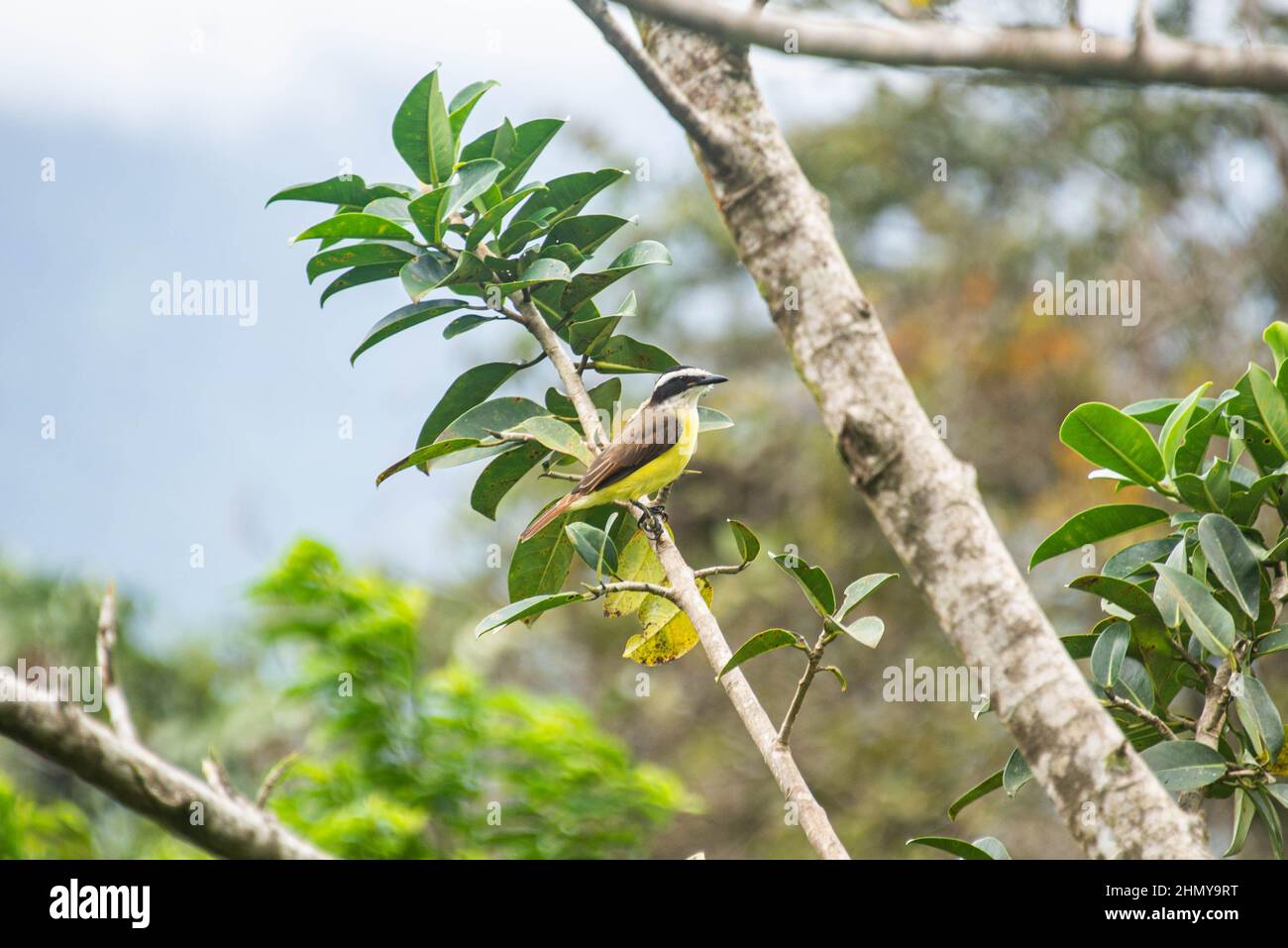 Eufonía de garganta amarilla (Eufonia hirundinacea), Puentes Colgantes Heliconias, Bijagua, Costa Rica Foto de stock
